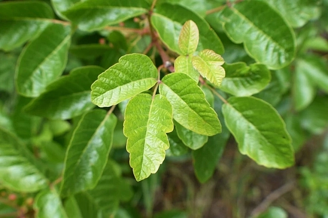 Poison oak