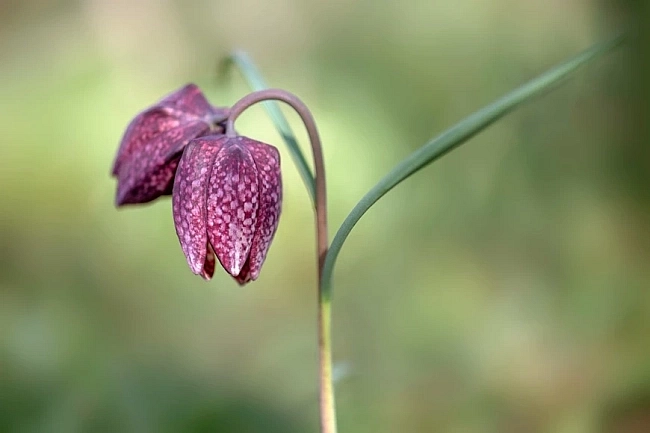 Fritillaria meleagris