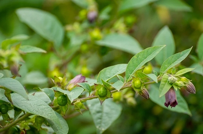 Deadly nightshade