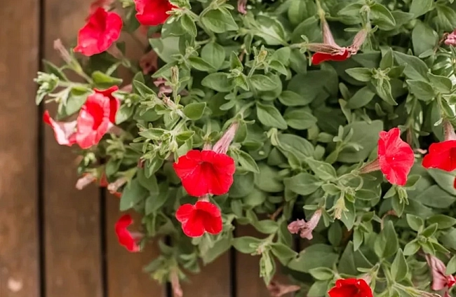 Петунии – как да ги отглеждаме и поддържаме за обилен и дълъг цъфтеж в градината и на балкона