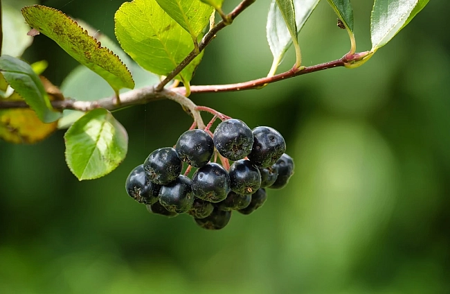 Aronia melanocarpa