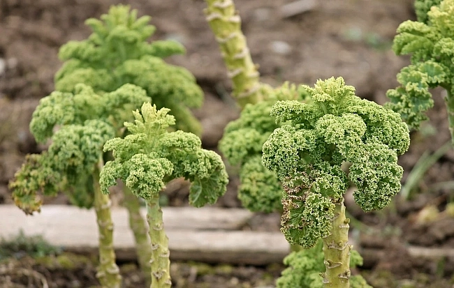 Brassica oleracea var. sabellica