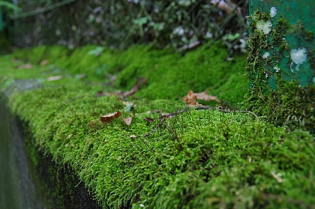 greeen moss