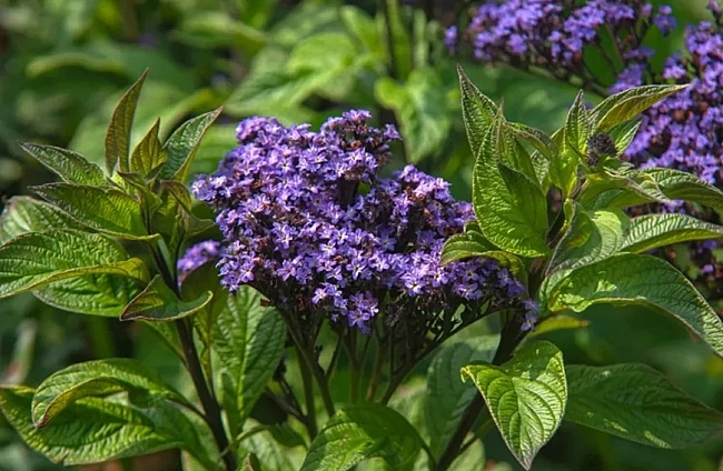 Хелиотроп – ароматното цвете, което превръща всяка градина в рай