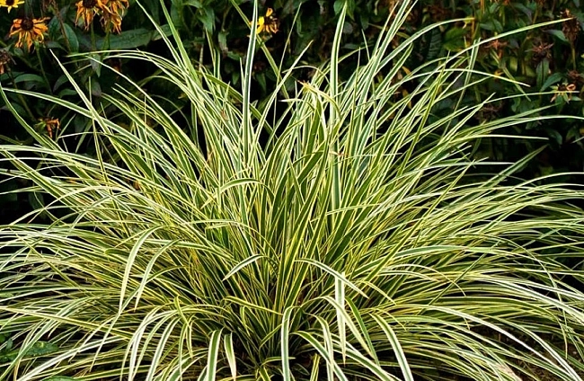 Японска острица (Carex morrowii) – отглеждане, грижи и сортове
