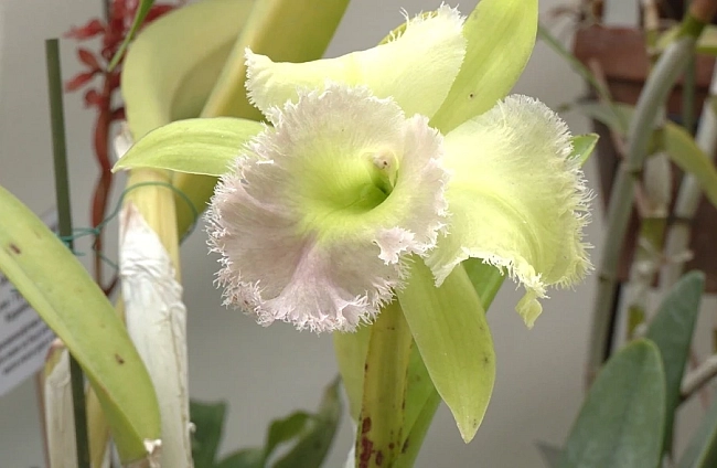 Диана Венкова за тайнствата на орхидеите: Как да ги отглеждаме и пазим в домашни условия