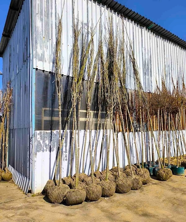 со-озеленяване