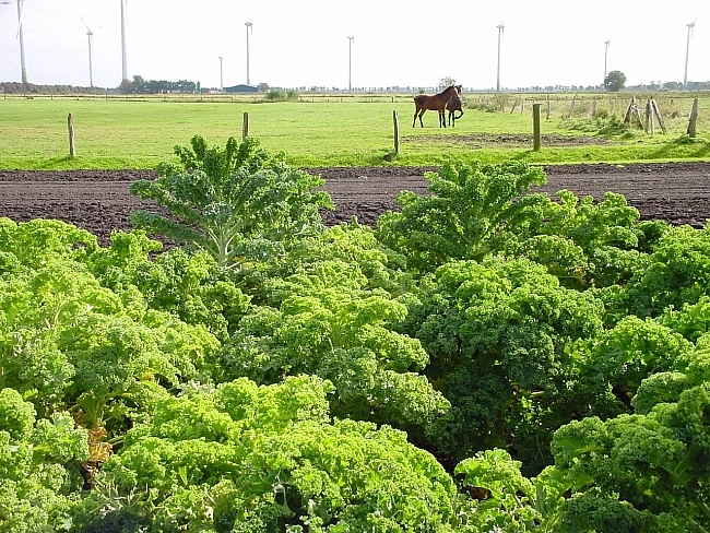 Brassica oleracea var. sabellica