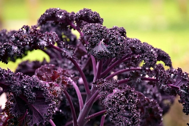 Brassica oleracea var. sabellica