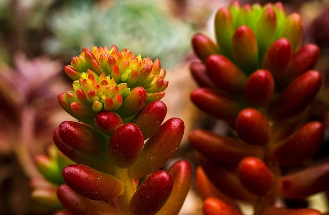 Пролетни срещи с растенията в Ботаническата градина на БАН: изложба на сукуленти в София