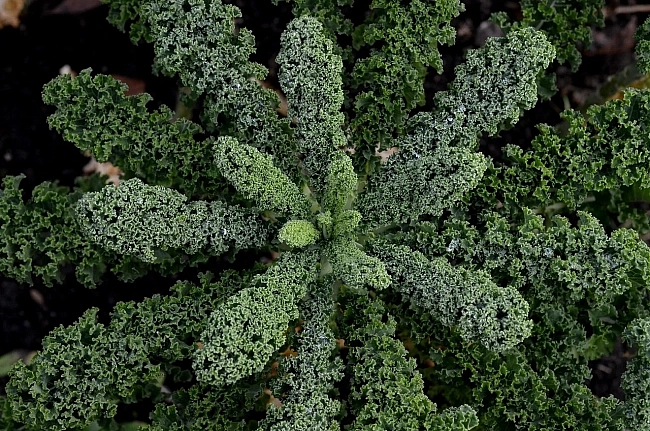 Brassica oleracea var. sabellica