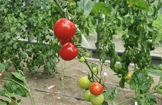 Научен триумф в Пловдив: Златни медали за устойчивост и качество на новите български зеленчукови култури