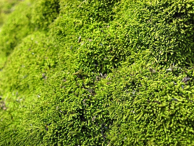 moss