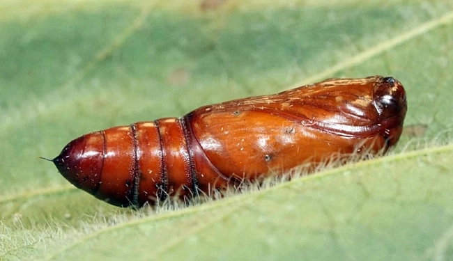 Helicoverpa armigera - kakavida