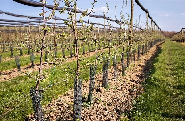 Защо лятната резитба е важна