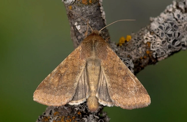 Прост метод за откриване на вредители: Почвени разкопки за всеки земеделец