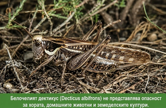 belochel-dektikus-decticus-albifrons