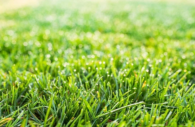 Кога се сее райграсът?