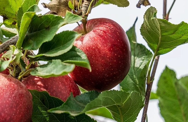 Лятна резитба на млади ябълкови дървета: Как и кога се прави