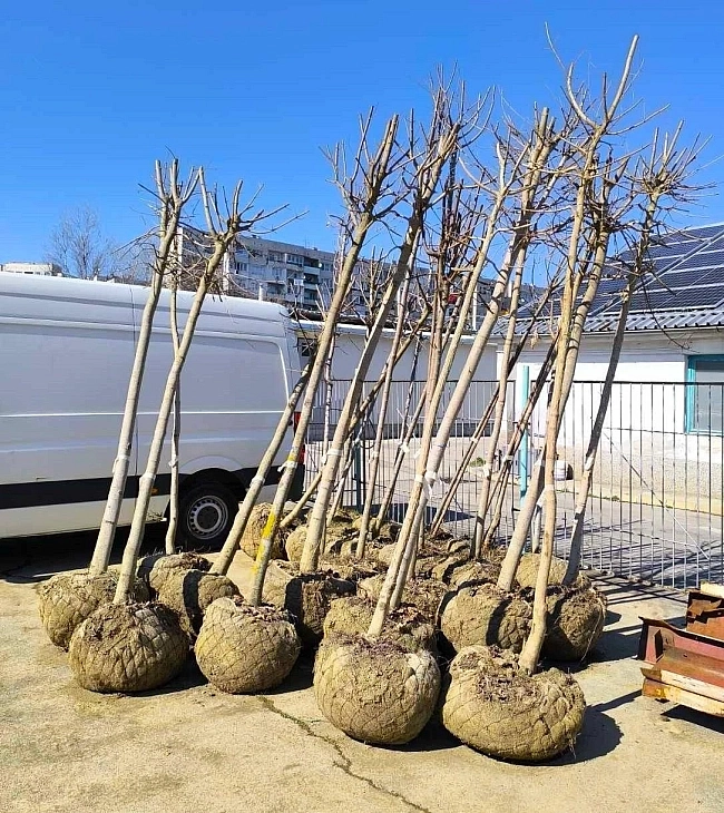 залесяване