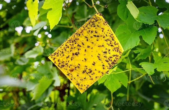 Направете си сами жълти лепливи уловки за мониторинг и контрол на вредители в домашната градина