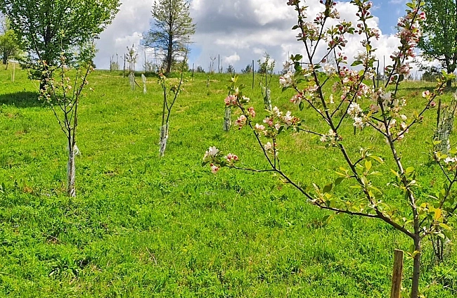 Български ябълки и череши, устойчиви на климата: учени и фермери заедно в полето