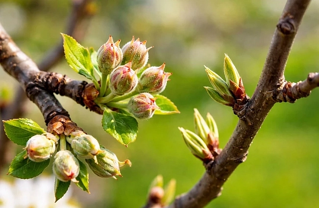 Как да различим плодна от листна пъпка при овошките