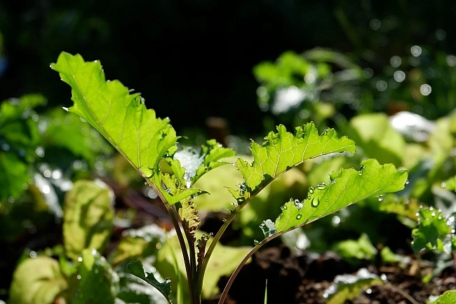 Brassica oleracea var. sabellica