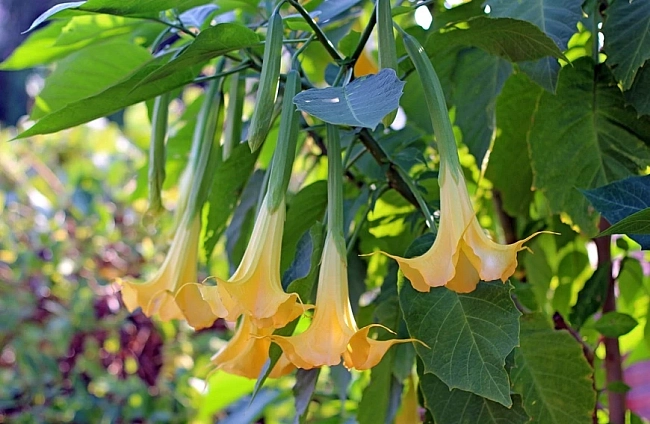 Ангелска тромпета (Brugmansia) – Пълно ръководство за отглеждане, грижи и цъфтеж Въведение