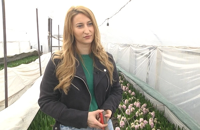 Магията на зюмбюлите в нашата оранжерия