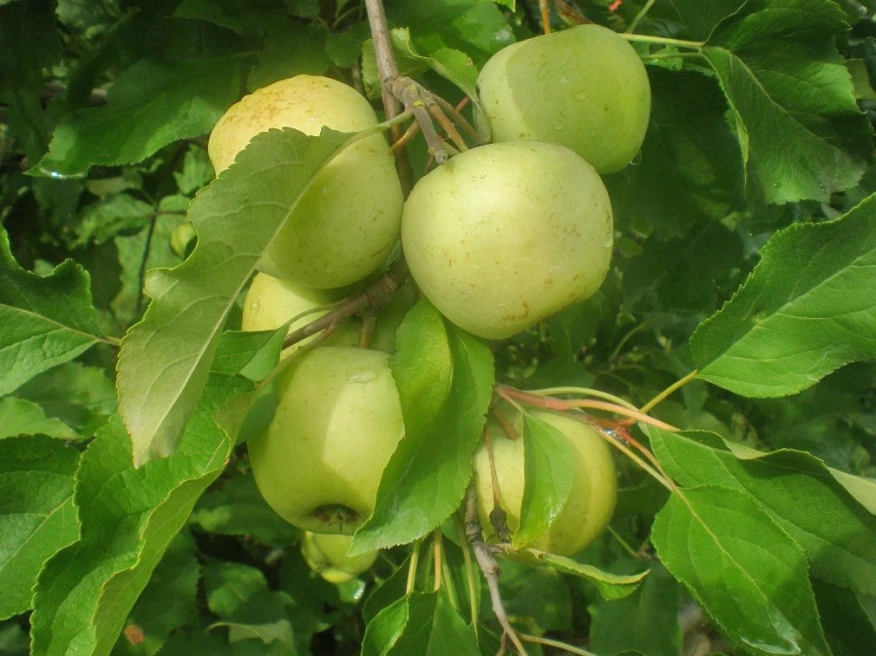 Български ябълки и череши, устойчиви на климата: учени и фермери заедно в полето