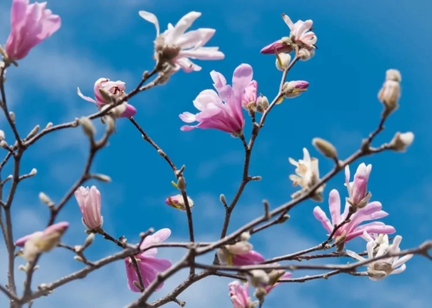 12 вида магнолии, които ще преобразят всяка градина