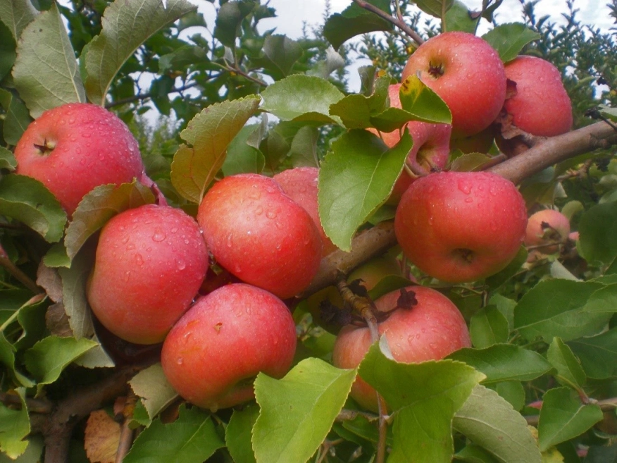 Български ябълки и череши, устойчиви на климата: учени и фермери заедно в полето