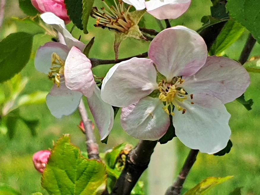 Български ябълки и череши, устойчиви на климата: учени и фермери заедно в полето