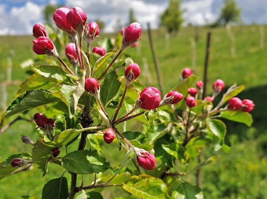 Български ябълки и череши, устойчиви на климата: учени и фермери заедно в полето