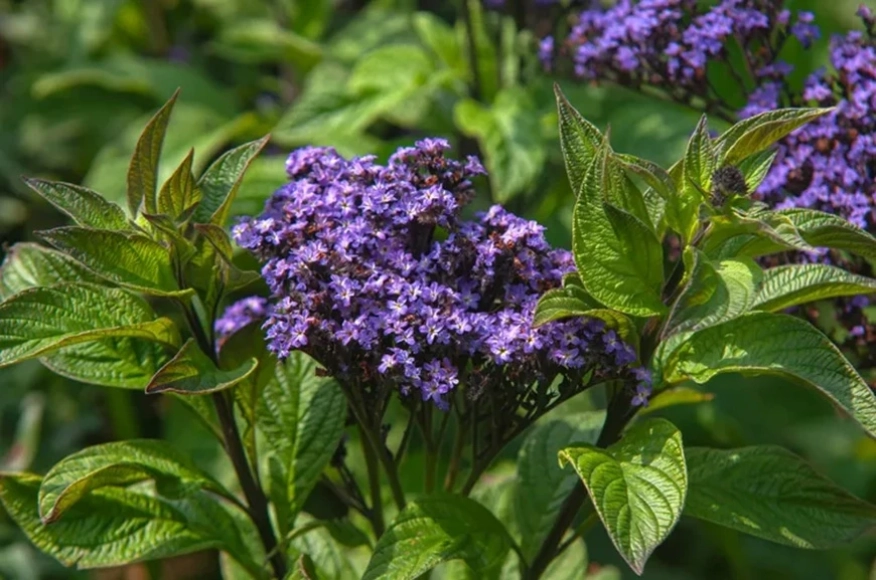 Хелиотроп – ароматното цвете, което превръща всяка градина в рай