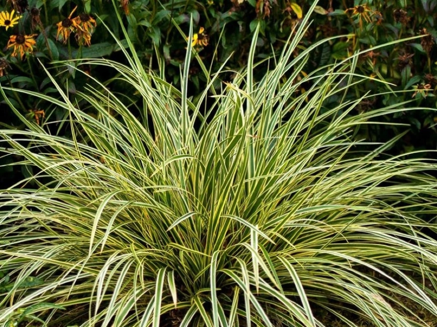 Японска острица (Carex morrowii) – отглеждане, грижи и сортове