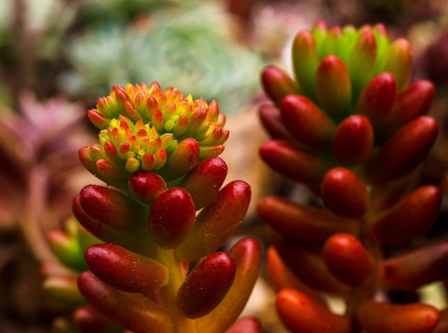 Пролетни срещи с растенията в Ботаническата градина на БАН: изложба на сукуленти в София