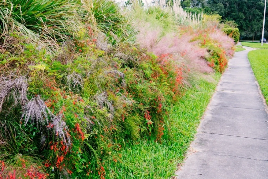 Мюленбергия (Muhlenbergia capillaris) – отглеждане, развъждане и грижи за ефирната розова трева