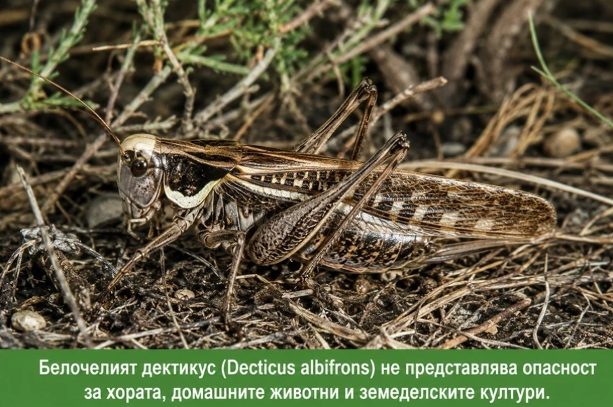 ЦОРХВ: Белочелият дектикус не е опасен за хората и не застрашава земеделските култури
