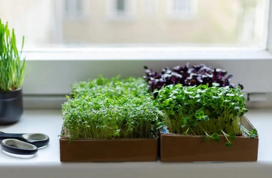 Отглеждане на микрорастения у дома: 5-те най-лесни микрорастения за начинаещи