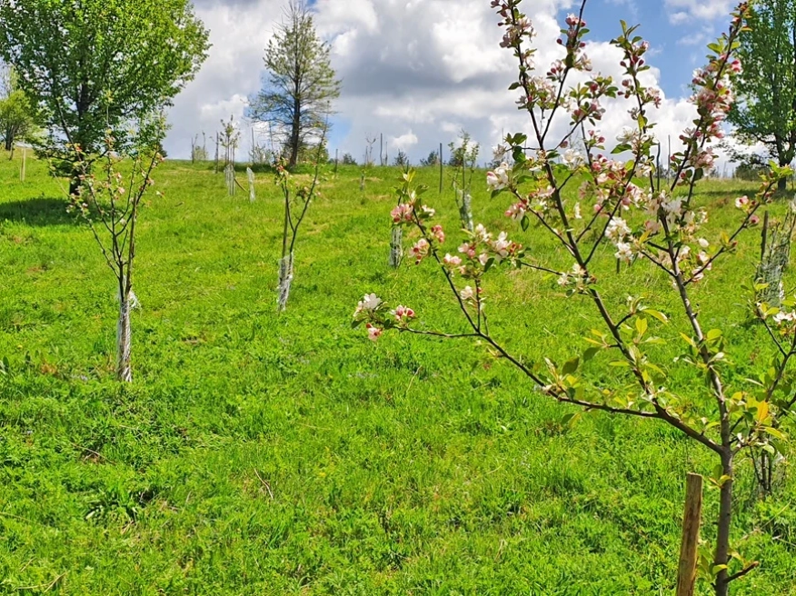 Български ябълки и череши, устойчиви на климата: учени и фермери заедно в полето