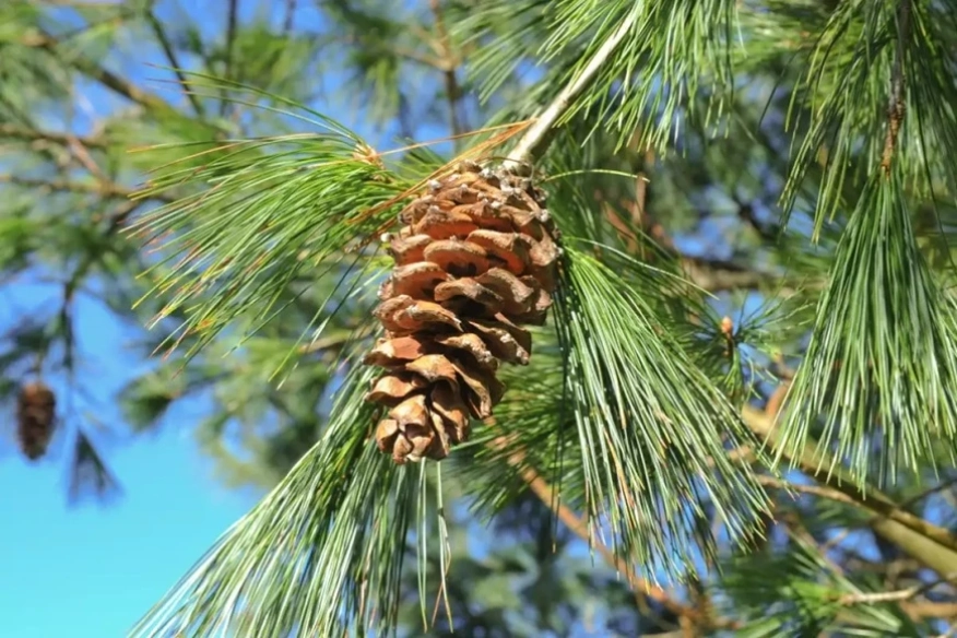 Ръководство за растителна защита при иглолистни дървета в двора