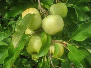 Български ябълки и череши, устойчиви на климата: учени и фермери заедно в полето