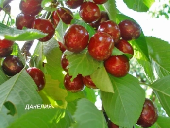 Български ябълки и череши, устойчиви на климата: учени и фермери заедно в полето