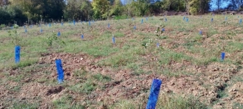 Български ябълки и череши, устойчиви на климата: учени и фермери заедно в полето