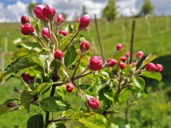 Български ябълки и череши, устойчиви на климата: учени и фермери заедно в полето