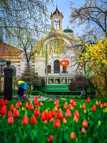 840 000 цветя разкрасиха пролетна София