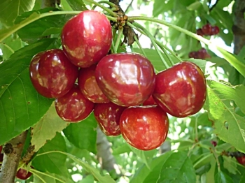 Български ябълки и череши, устойчиви на климата: учени и фермери заедно в полето