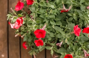 Петунии – как да ги отглеждаме и поддържаме за обилен и дълъг цъфтеж в градината и на балкона